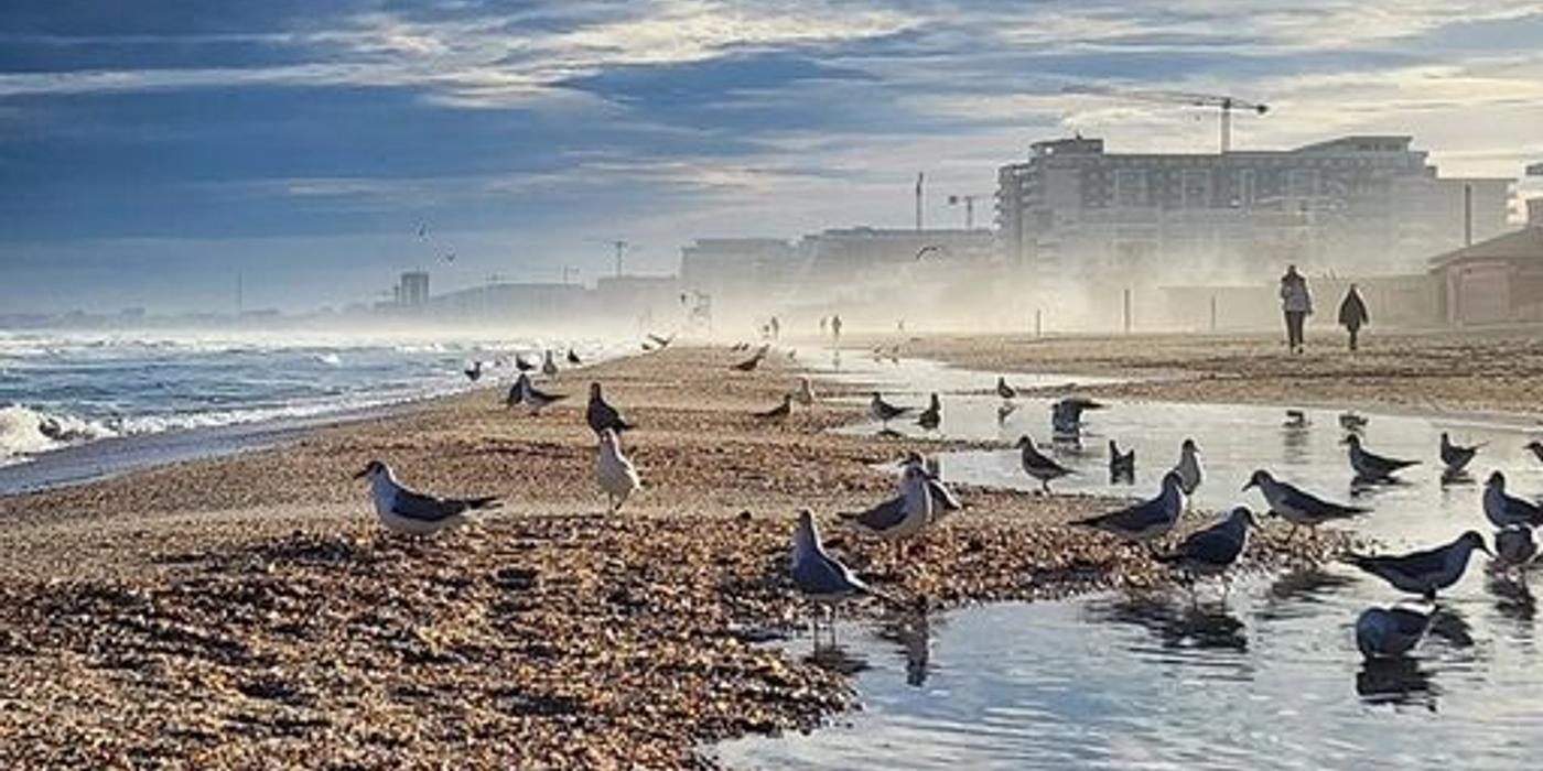 Aproape 50 de subsectoare de plajă de pe litoral vor fi scoase la licitaţie / 38 dintre acestea sunt în Mamaia