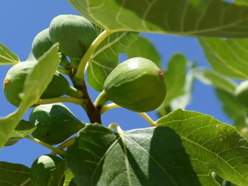 Secretele cresterii si ingrijirii smochinului: ghid pentru cultivarea in propria gradina