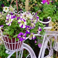 Înflorește-ți grădina cu cele mai frumoase flori de primăvară! Alege plante colorate și parfumate pentru un decor de vis