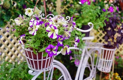 Înflorește-ți grădina cu cele mai frumoase flori de primăvară! Alege plante colorate și parfumate pentru un decor de vis