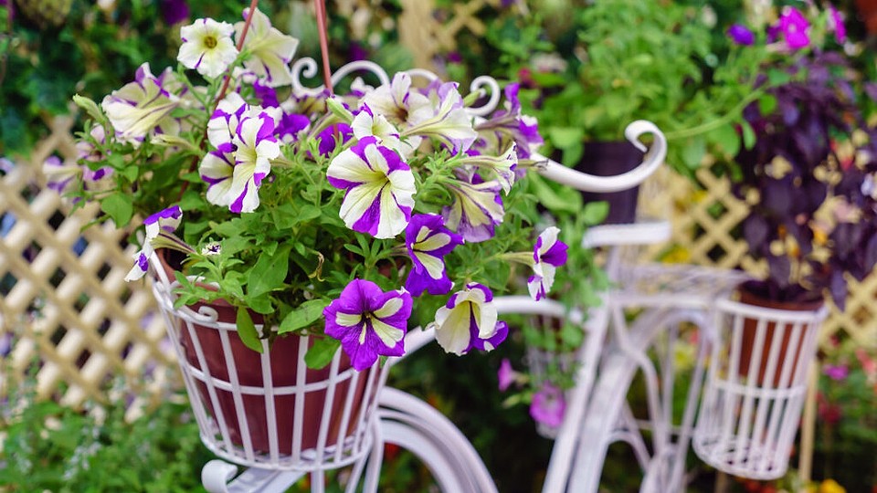 Înflorește-ți grădina cu cele mai frumoase flori de primăvară! Alege plante colorate și parfumate pentru un decor de vis