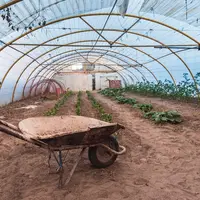 Sere și solarii: grădini minunate tot anul