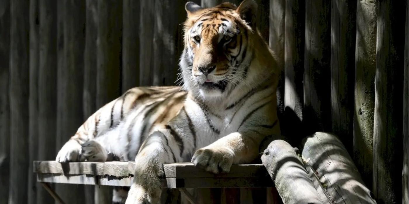 Animalele de la Grădina Zoologică din București sunt protejate de caniculă cu ceaiuri, fructe şi carne îngheţată