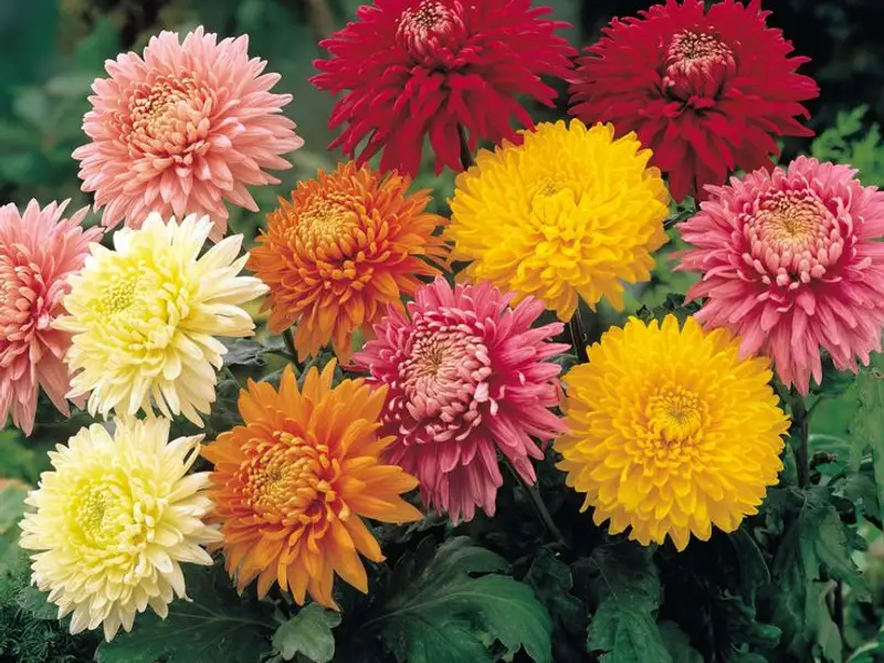 Crizantema de gradina