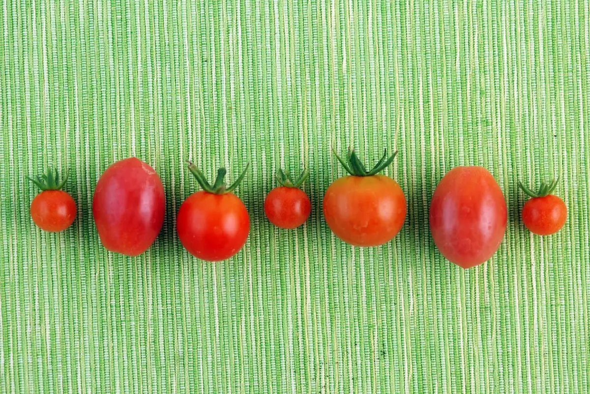 Cum sa crestem rosii cherry in gradina noastra?