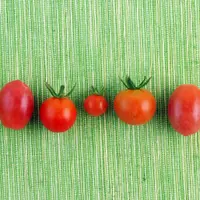 Cum sa crestem rosii cherry in gradina noastra?