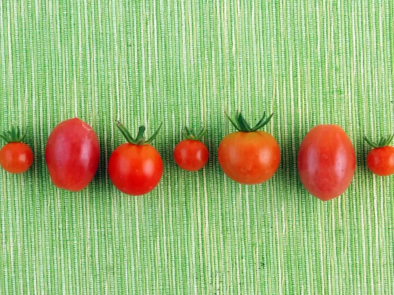 Cum sa crestem rosii cherry in gradina noastra?