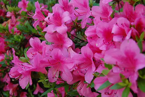 Galerie foto: Cum se planteaza si cum se cresc azaleele?