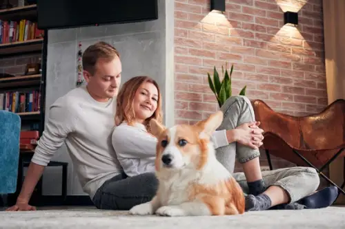 Sfaturi pentru menținerea unui apartament curat atunci când ai un animal de companie