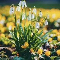 Plante care înfloresc iarna: idei ca să ţii grădina vie chiar și în sezonul rece