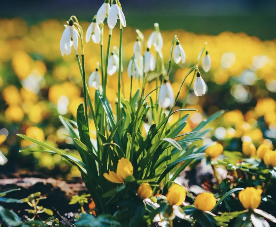 Winter-Blooming Plants: Ideas to Keep Your Garden Alive Even in the Cold Season