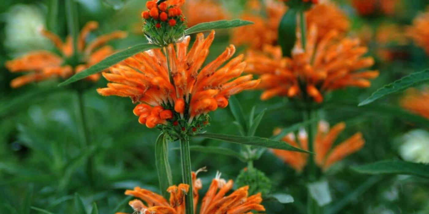 Urechea leului, planta care atrage păsările soare