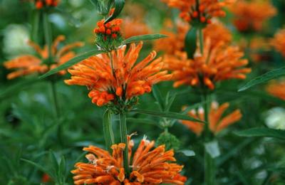 Urechea leului, planta care atrage păsările soare