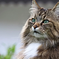 Pisici adorabile își caută o familie la târgul de adopții din Sectorul 2 – vino să le cunoști!