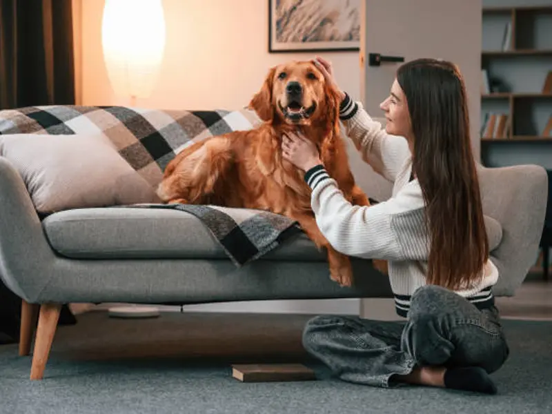 Animalele de companie și influența lor în procesul de amenajare a unui apartament