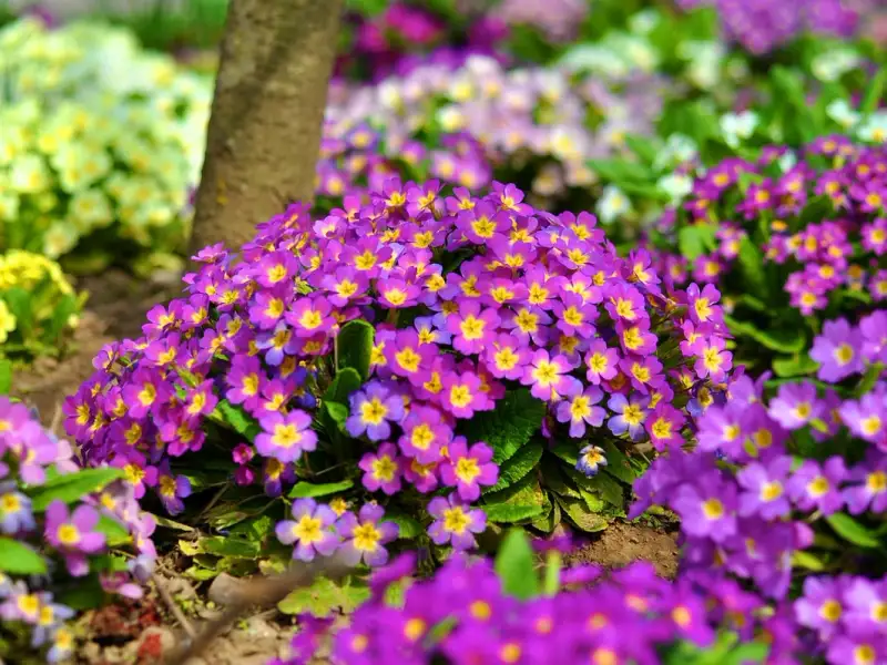 Primula ghid complet de cultivare si ingrijire