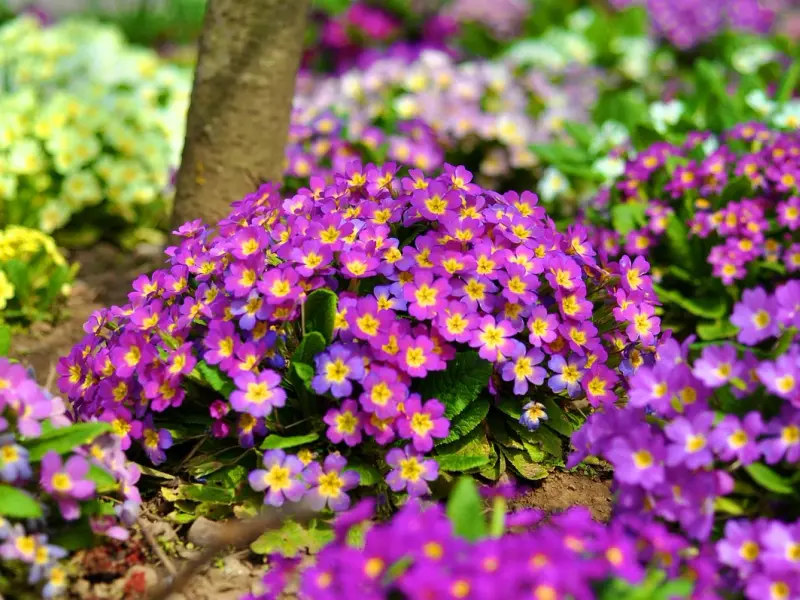 Primula ghid complet de cultivare si ingrijire