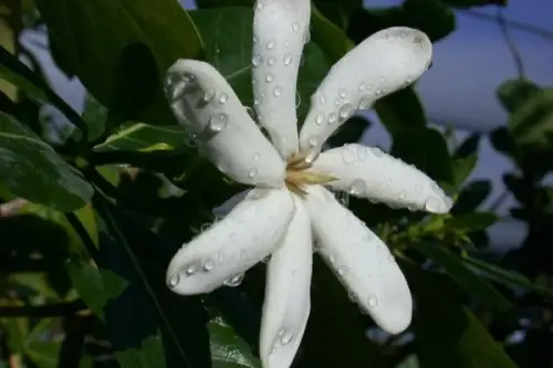 Cum se planteaza gardenia?