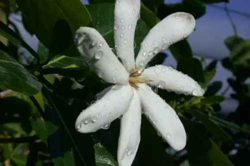 Cum se planteaza gardenia?