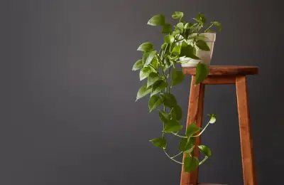 Toxic Decorative Plants for Pets: How to Choose Plants When You Have a Pet