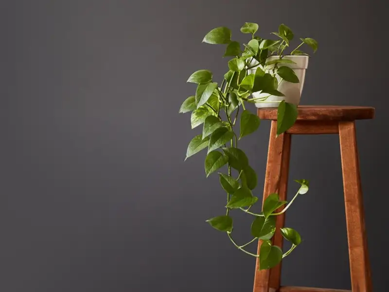 Plante decorative toxice pentru animalele de companie. Cum alegi plantele dacă ai un animal de companie