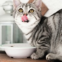 Biscuiți de casă pentru pisici: Gustarea sănătoasă pe care o vor adora