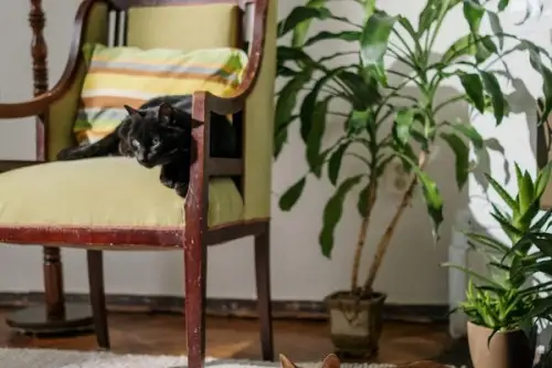 Pisicile și plantele de apartament: ce plante sunt sigure pentru animalele de companie?