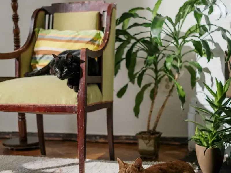 Pisicile și plantele de apartament: ce plante sunt sigure pentru animalele de companie?