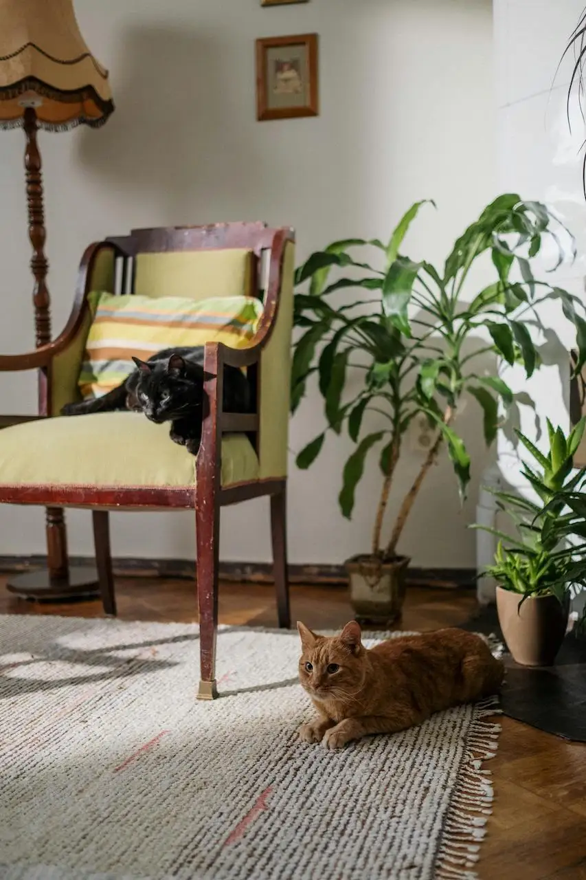 Indoor Cats and Plants: Which Plants Are Safe for Pets?
