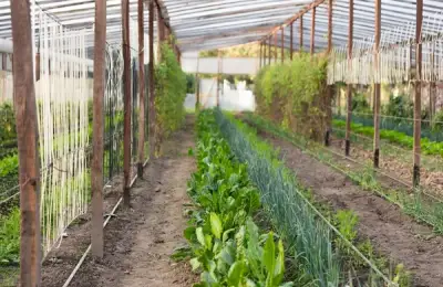 The Best Materials for Building a Greenhouse in Your Garden