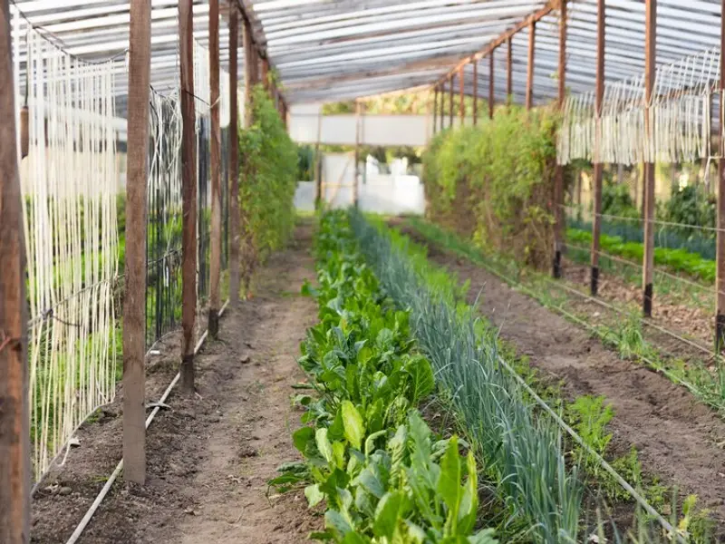 Cele mai bune materiale pentru construirea unei sere în grădină