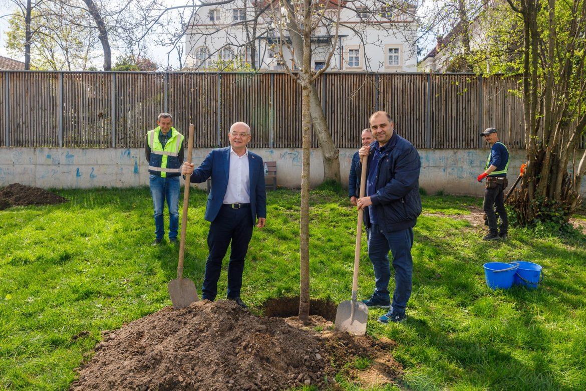 Din toamna trecută până acum au fost plantați peste 2400 de arbori în diverse zone ale orașului