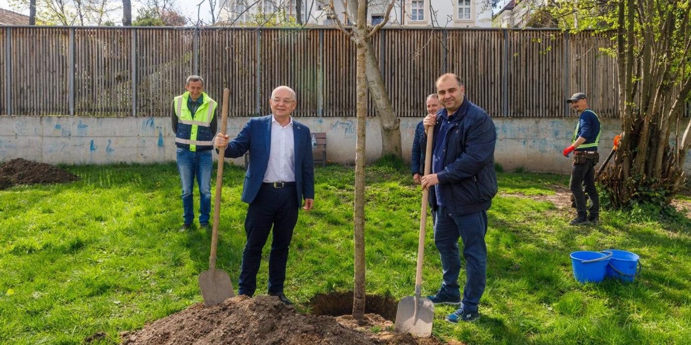 Din toamna trecută până acum au fost plantați peste 2400 de arbori în diverse zone ale orașului