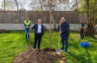 Din toamna trecută până acum au fost plantați peste 2400 de arbori în diverse zone ale orașului