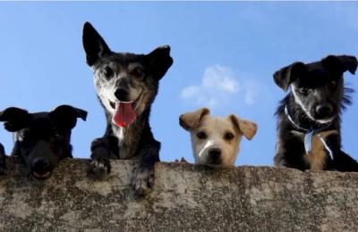 Atenție! Până la sfârșitul acestui an, locuitorii din Sectorul 6 au ocazia să-și sterilizeze și să-și microcipeze gratuit animalul de companie