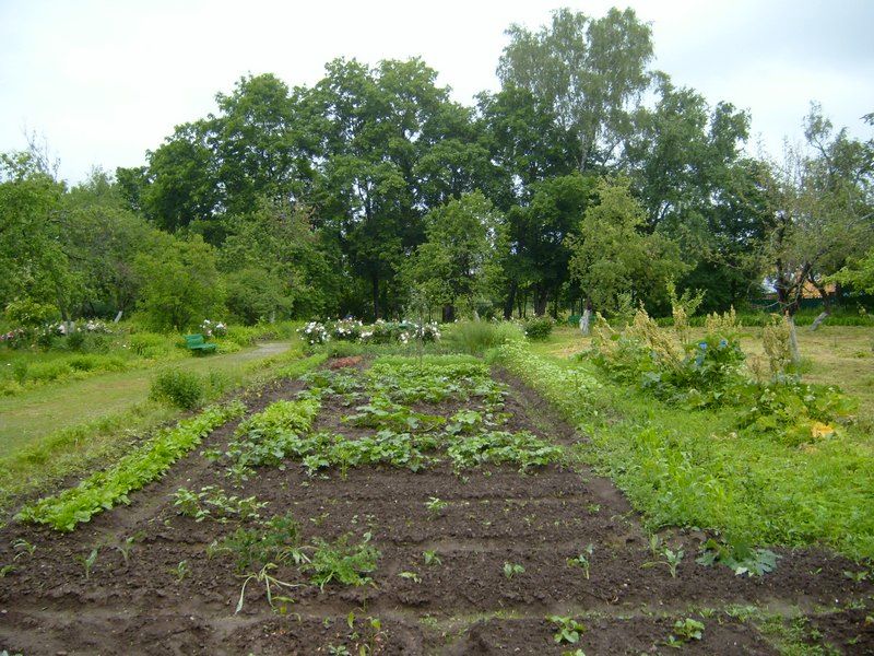 Transvazarea si plantarea legumelor in camp