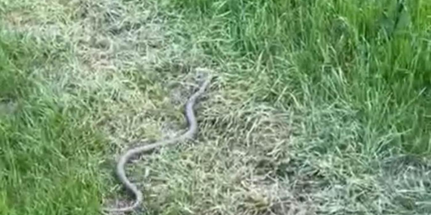 Locatarii unui imobil din cartierul Mănăștur din Cluj-Napoca, speriați de un musafir nepoftit