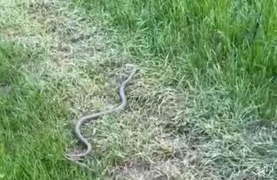 Locatarii unui imobil din cartierul Mănăștur din Cluj-Napoca, speriați de un musafir nepoftit