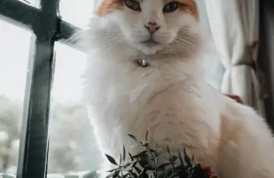 Creating a Cat-Safe Home: Things to Avoid and Smart Solutions