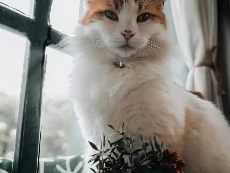 Cum să-ți organizezi casa pentru siguranța pisicii: lucruri de evitat și soluții inteligente