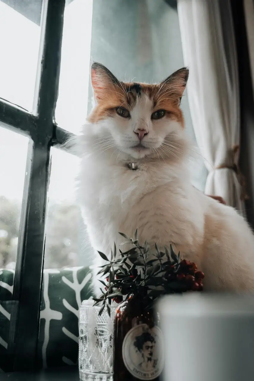 Creating a Cat-Safe Home: Things to Avoid and Smart Solutions