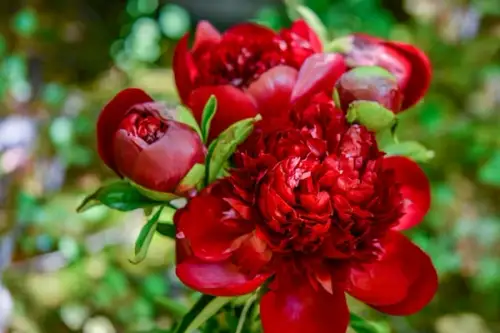 Bujorii de grădină: ghid complet de plantare, îngrijire și secrete fascinante