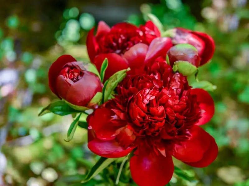 Bujorii de grădină: ghid complet de plantare, îngrijire și secrete fascinante