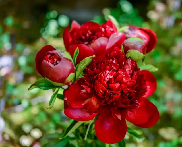 Garden Peonies: A Complete Guide to Planting, Care, and Fascinating Secrets