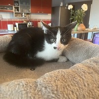 Adopții pisici!