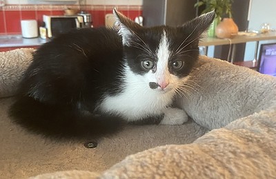 Adopții pisici!