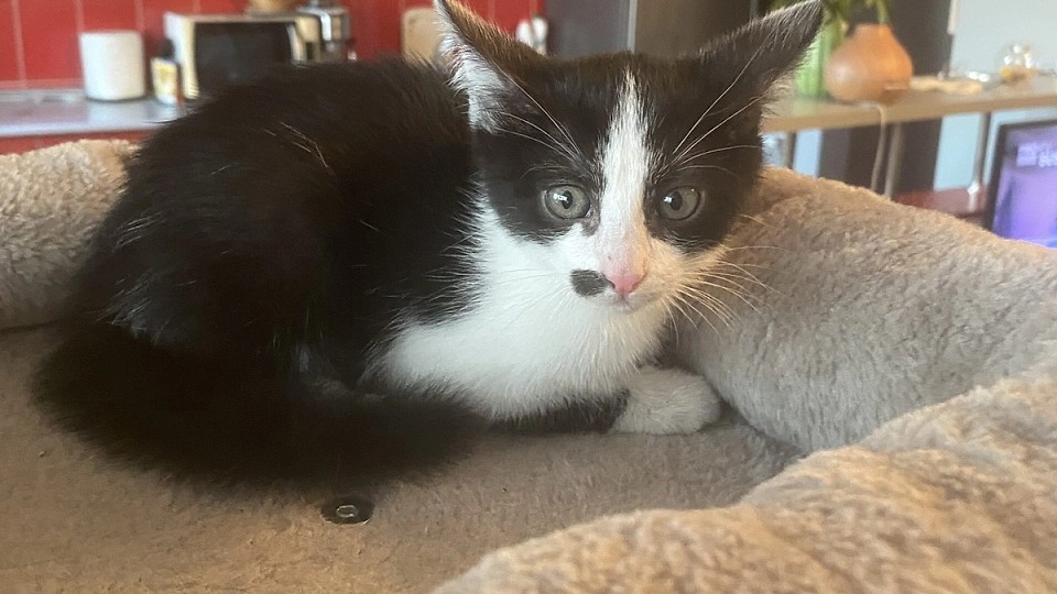 Adopții pisici!