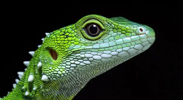 Why Reptiles Are the Best Pets for Apartments