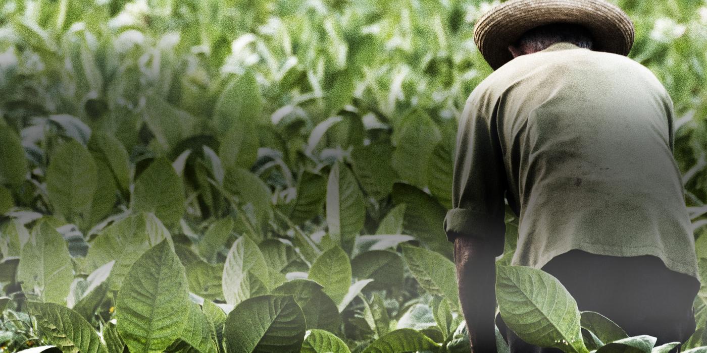 De ce să alegi tutunul de rulat Mac Baren