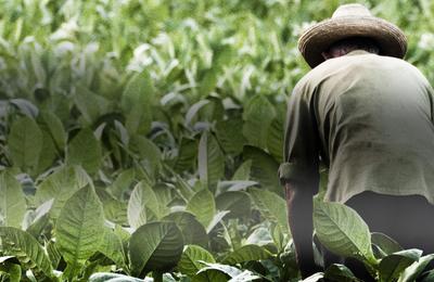 De ce să alegi tutunul de rulat Mac Baren